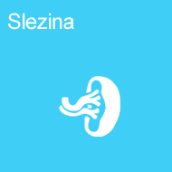 slezina
