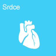 srdce